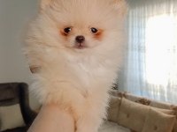Pomeranian Boo Teacup Erkek