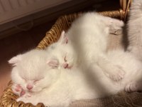 Son İki Kardeş Kedimiz Yeni Yuvalarını Arıyor