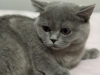 Gölge İsimli Bebek Kedimize Yuva Arıyoruz