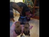 Safkan Doberman Köpeklerimiz
