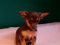 Sıfır Numara Blue Tan Chihuahua Yavrularımız
