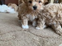 Ruhsatlı İşletmeden Garantili Maltipoo Bebekler