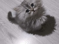 Kül Kedisi Tatlı Chinchilla Yavrularım