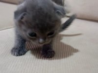 Yavru Scottish Kediler