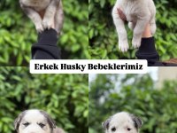Orijinal safkan husky yavrularımız yeni evlerini arıyor