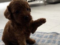 Dişi Ve Erkek Toy Poodle Yavruları