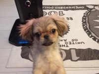 3 Aylık Dişi Pekinez