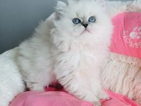 Özel sevenlere ns1133 british longhair