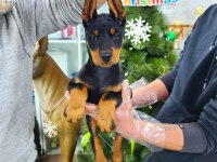 A Kalite Doberman Köpeği Yavruları