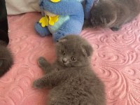 Bal Bebek Kediler Yeni Yuvalarını Arıyor