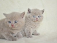 Top Kafa Lilac British Shorthair Yavrularımız