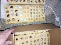 Kuluçkalık Bıldırcın Yumurtaları (7 Çeşit)