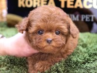 2 Aylık Toy Poodle Cins Yavrularım