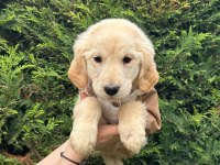 Macar American Golden Retriever Bebekler