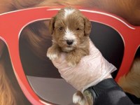 Irk Garantili Maltipoo Yavrularımız