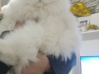 Babasının Oğlu Safkan British Longhair