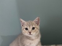 British Shorthair Yavrularımız Yeni Yuvalarını Arıyor