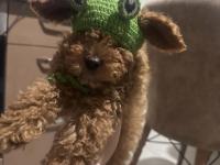 2.5 aylık toy poodle