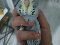 Yeni Yeme Düşmüş Show Jumbo Muhabbet Kuşlar