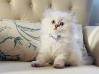 Sevimli Minik British Longhair