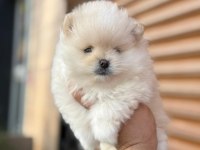 45 Günlük Erkek Pomeranian Boo
