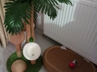 Safkan Dişi British Colorpoint