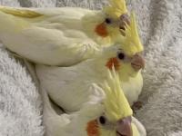 Yavru ele alışkın sultan papağanı