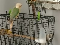 Takım Bilezikli Konur Papağanı