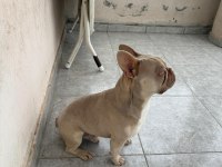 New Shade Isabella French Bulldog