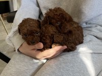 Ev ortamında büyüyen poodle yavrular