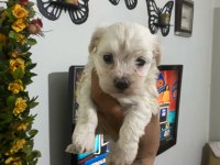 Orjinal Maltese Terrier Yavrular