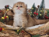 Hatay british longhair yavrular