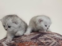 British Golden Baba Yavrusu Scottish Fold Yavru Kediler