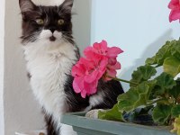 Maine coon kedimizi sahiplendiriyoruz