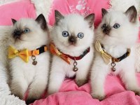 Nadir Bulunan Maviş Chocolatte Point British Shorthair