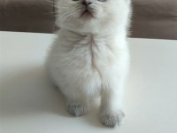 Scottish blue point