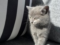 British Shorthair Bebek Kedimiz
