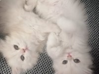 Beyaz British Longhair Kardeşler