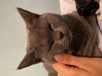 Sıcakkanlı Kedimizi Sahiplendiriyoruz