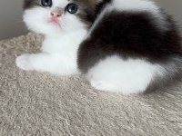 Özenle Büyütülen British Longhair Yavrularımız