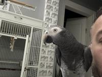 Full Evcil Timneh Jako Papağanı