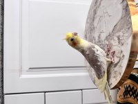 Sahiplendirilecek sultan papağanı