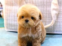 Maltipoo Köpeklerim