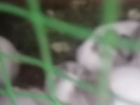 Hollanda Cüce Tavşanı