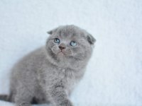 Topaç Gibi Yusyuvarlak Kafa Gri Scottish Fold