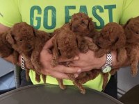 Korekan Toy Poodle Bebekleri