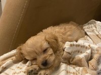 Maltipoo erkek 3 aylık f2