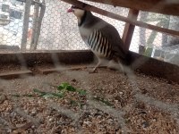 1 yaşında erkek keklik