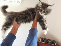 Aşıları tamamlanmış tüm belgeleri ile teslim edilecek safkan maine coon