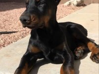 Sağlık Ve Irk Garantili Doberman Köpekleri